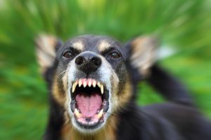 Tips to Avoid a Dog Bite Injury